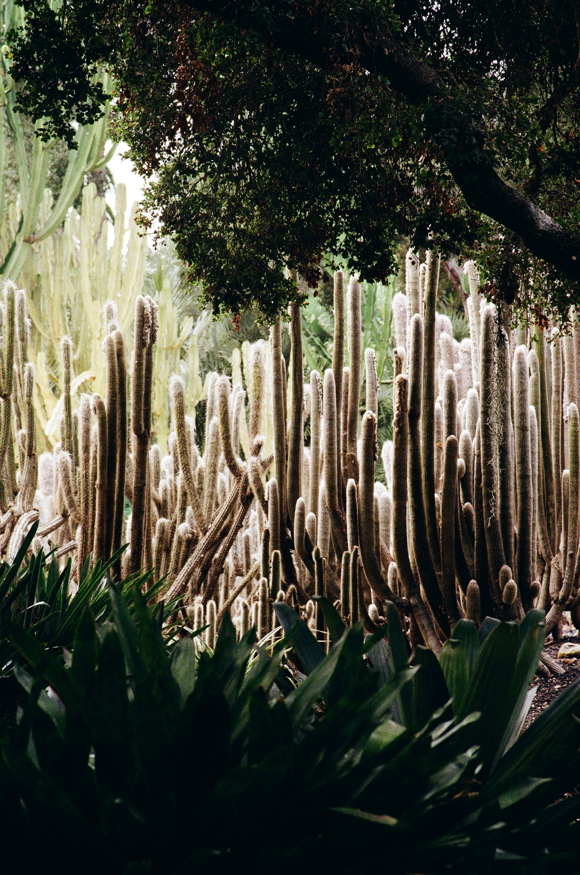 Ganna Walska Lotusland in Montecito, CA | Photography by Candace Fox - Candacefoxfilm